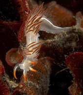 Flabellina trilineata